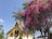 A traditional Southeast Asian temple with ornate architecture and golden details is partially covered by a blooming tree with vibrant magenta flowers. The sky is clear and blue, adding to the serene atmosphere. A sign indicating tourism information is visible at the bottom right corner.