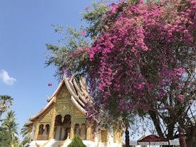A traditional Southeast Asian temple with ornate architecture and golden details is partially covered by a blooming tree with vibrant magenta flowers. The sky is clear and blue, adding to the serene atmosphere. A sign indicating tourism information is visible at the bottom right corner.