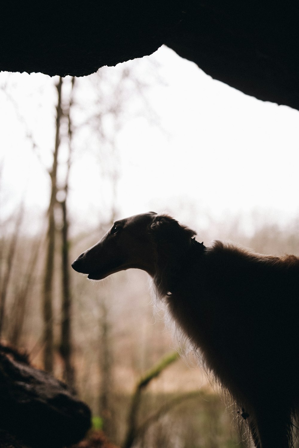 brown and white horse in forest during daytime