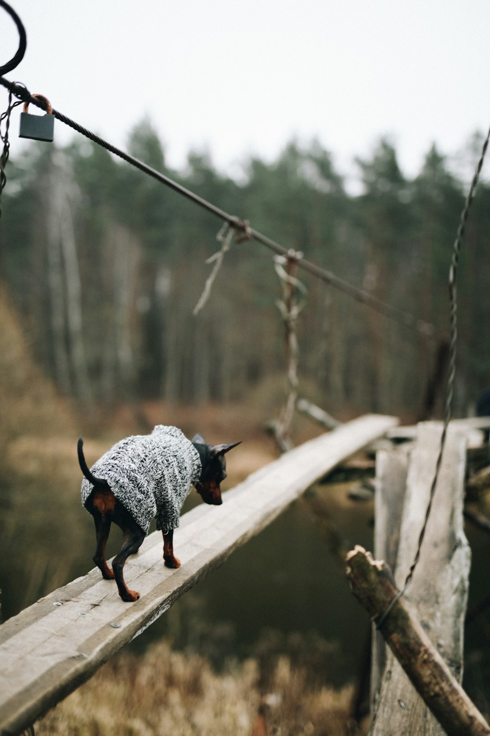 gray and white animal on brown wooden stick