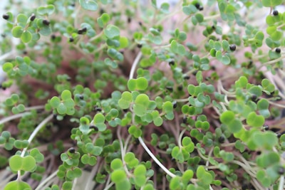 A close-up view of small green seedlings with round leaves and thin white stems. The background is blurry, and the plants are tightly packed together.