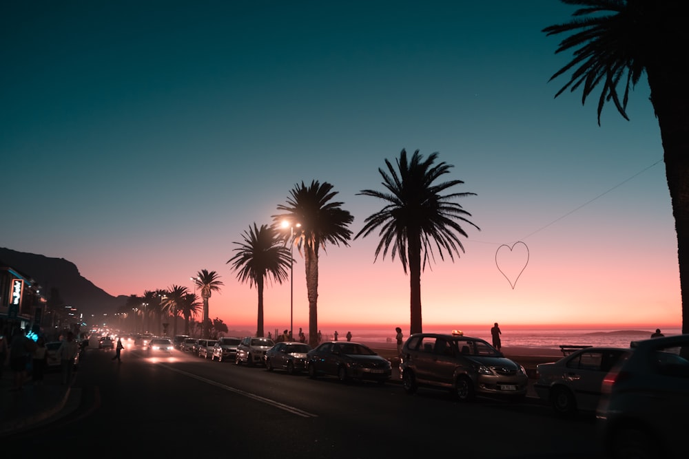 palm tree near body of water during sunset