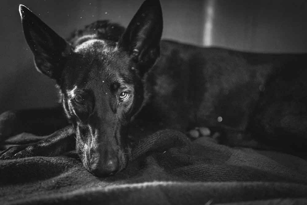 black short coated dog on black textile