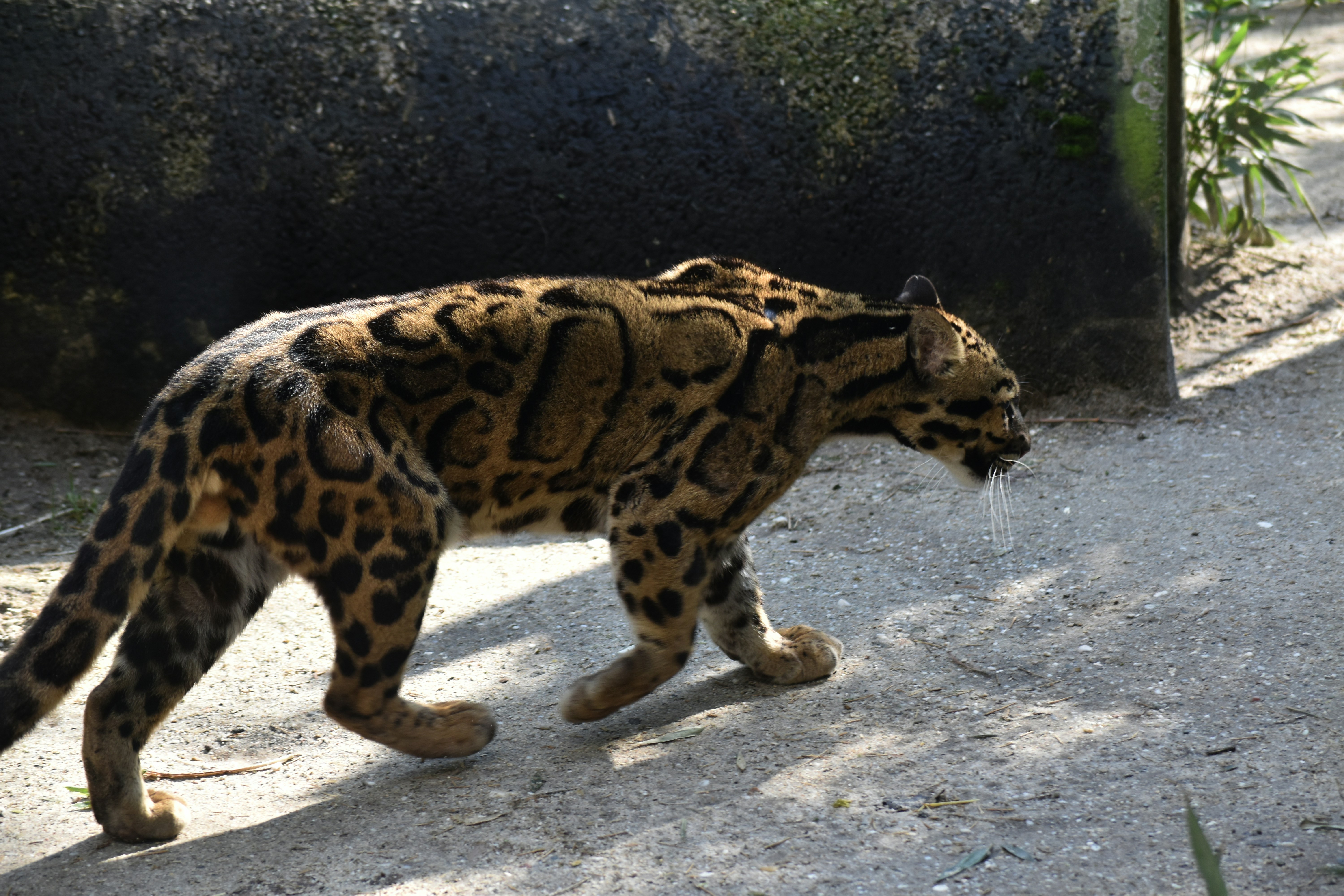 leopard walking on gray sand during daytime