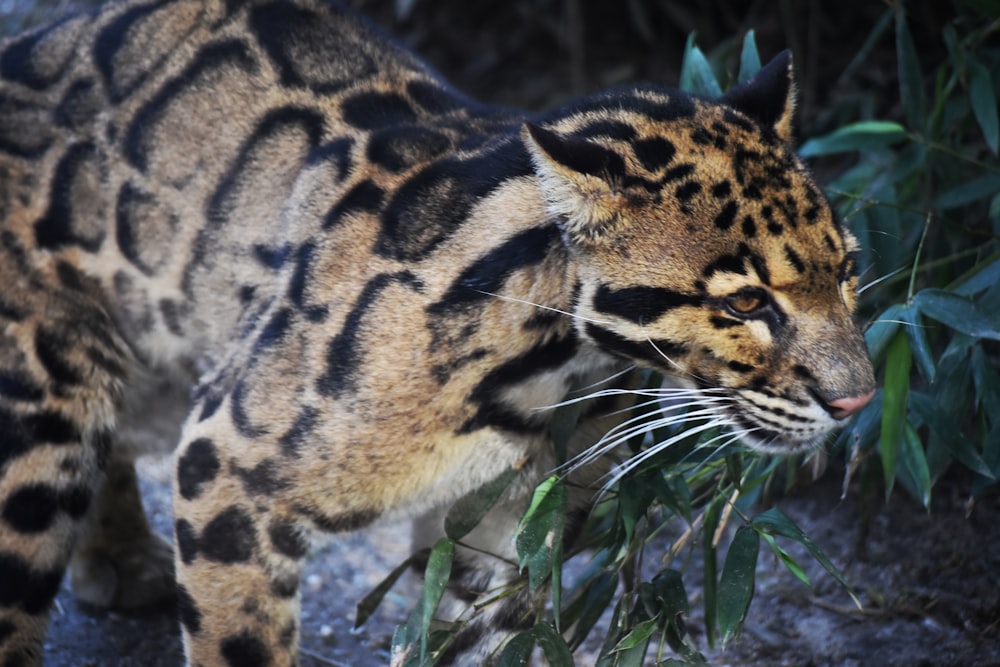 leopardo marrone e nero su erba verde