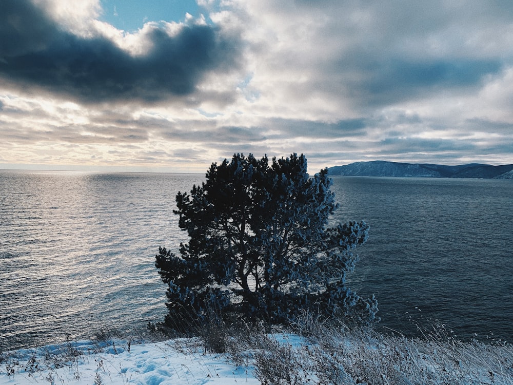 leafless tree on snow covered ground by the sea under cloudy sky