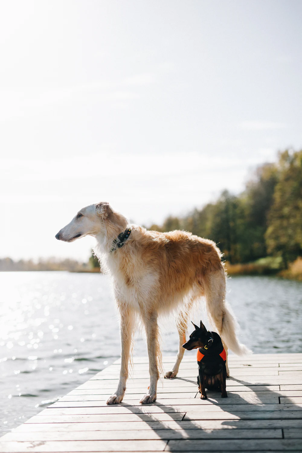 Borzoi, photo 4