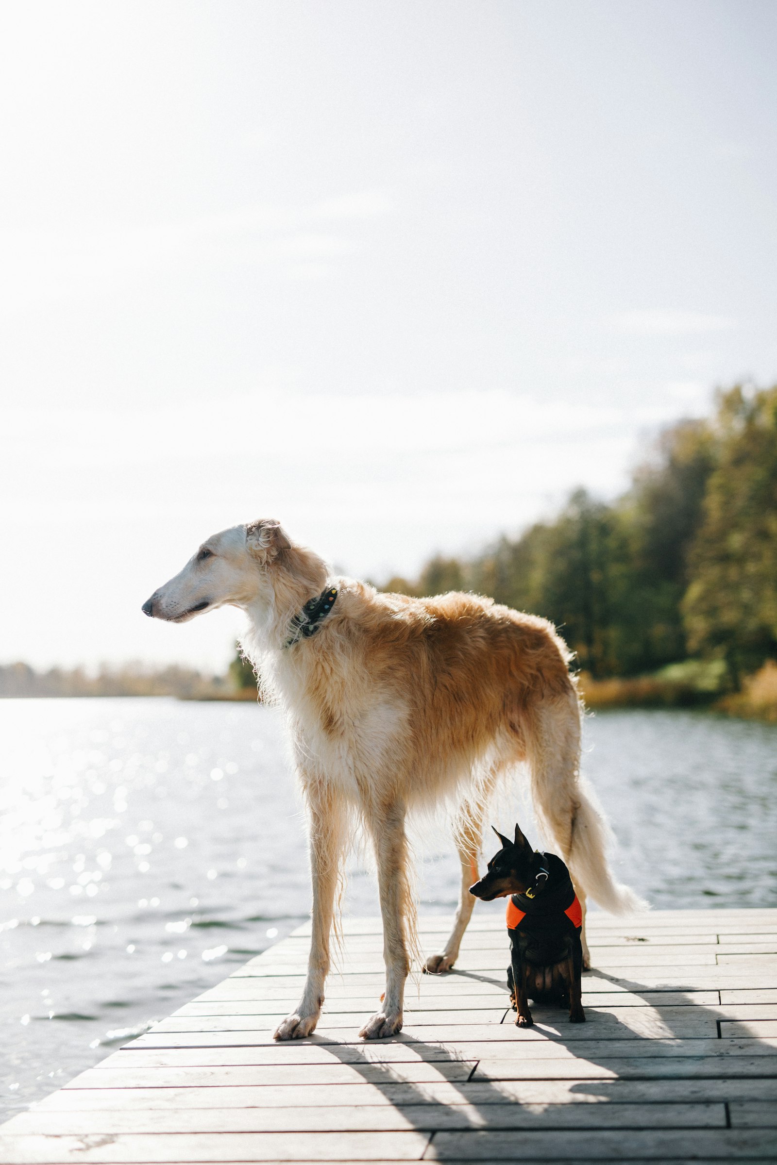 Canon EOS 5D Mark IV + Sigma 50mm F1.4 DG HSM Art sample photo. Brown and white dog photography