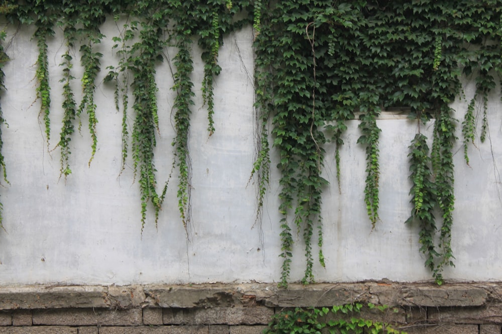 Arbre vert près d’un mur blanc