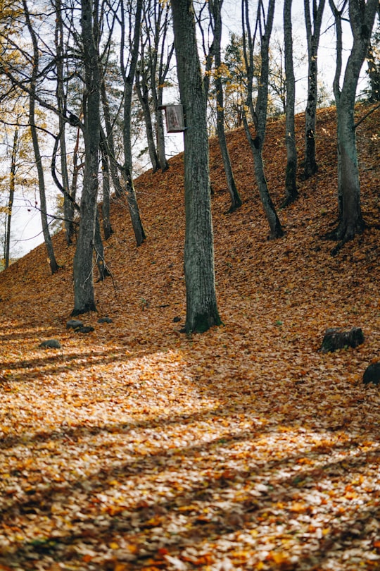 brown dried leaves on ground in Trakai Lithuania