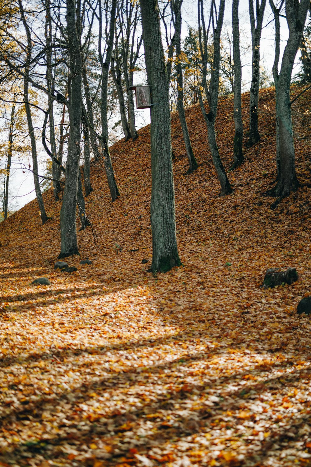 brown dried leaves on ground