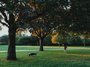 A serene image of a greyhound enjoying a walk in a lush green park.