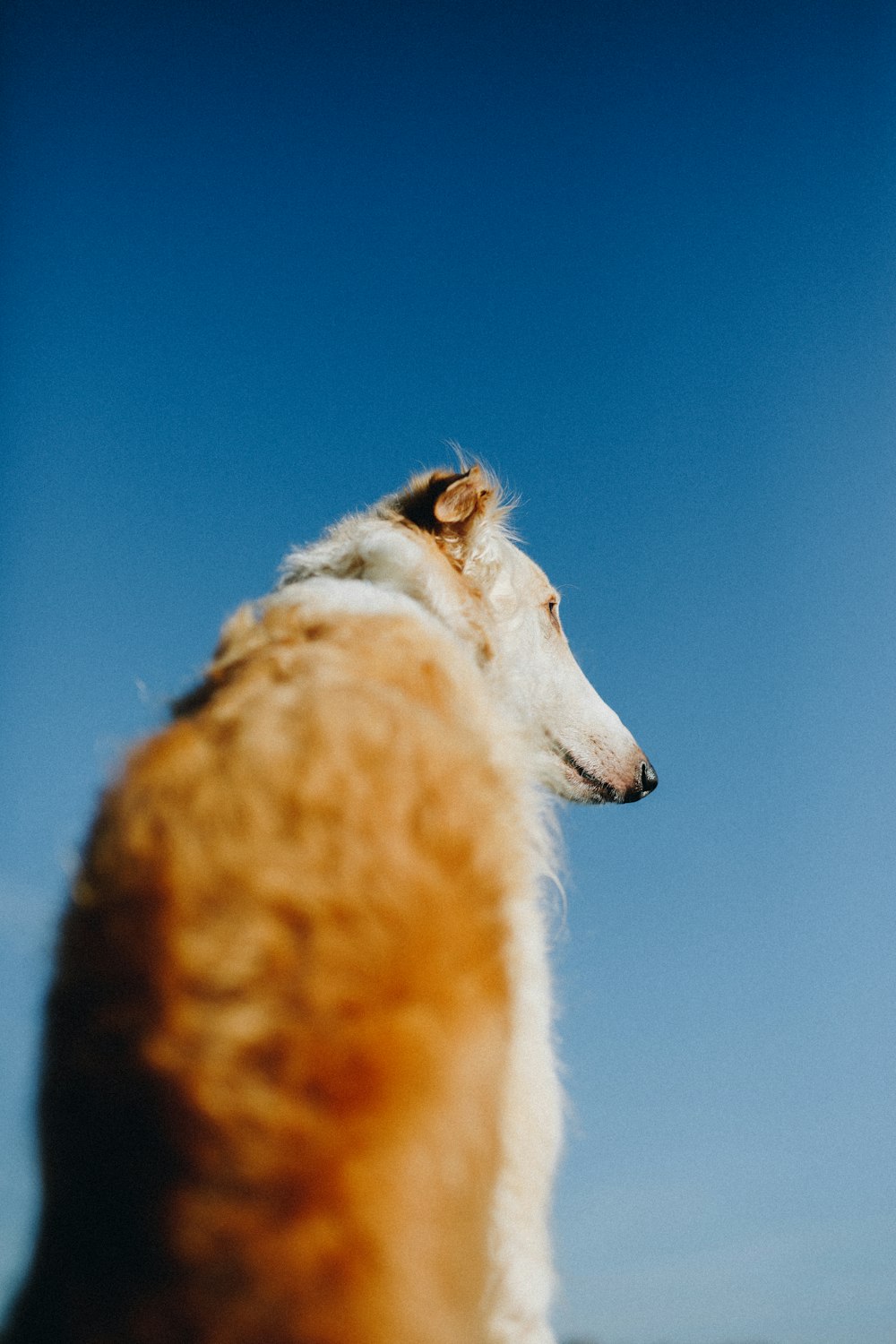 brown and white long coated dog