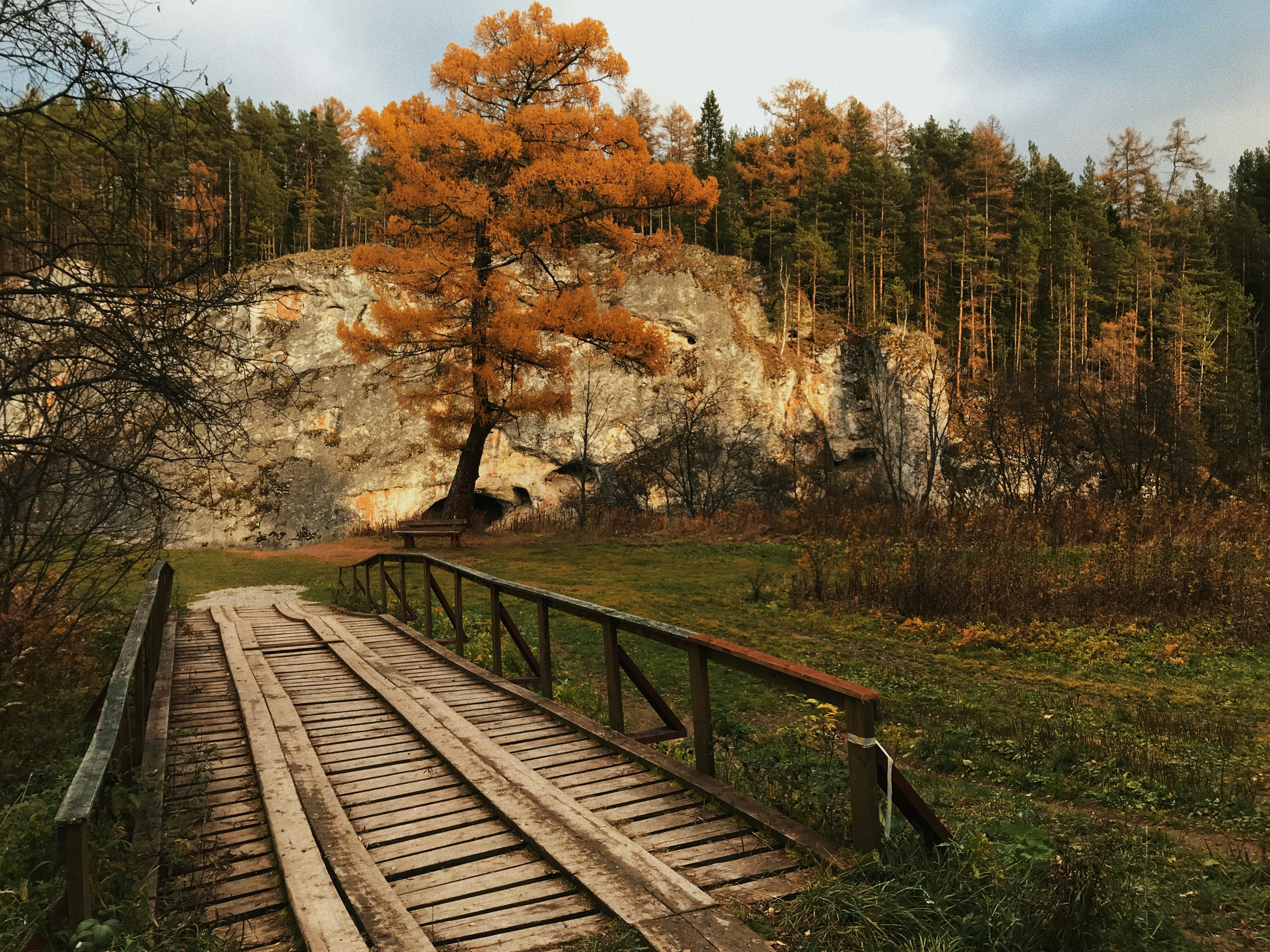 Brown wooden rail near trees during daytime photo – Free Building Image ...