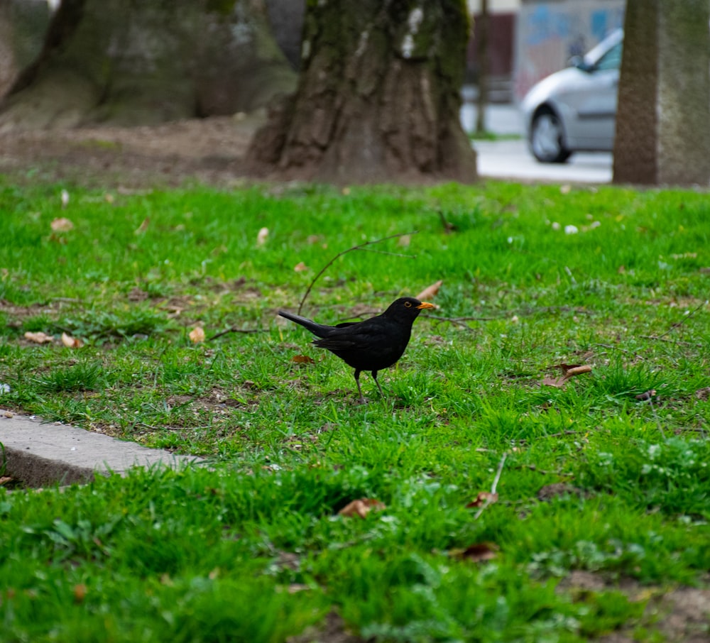 black bird on green grass during daytime