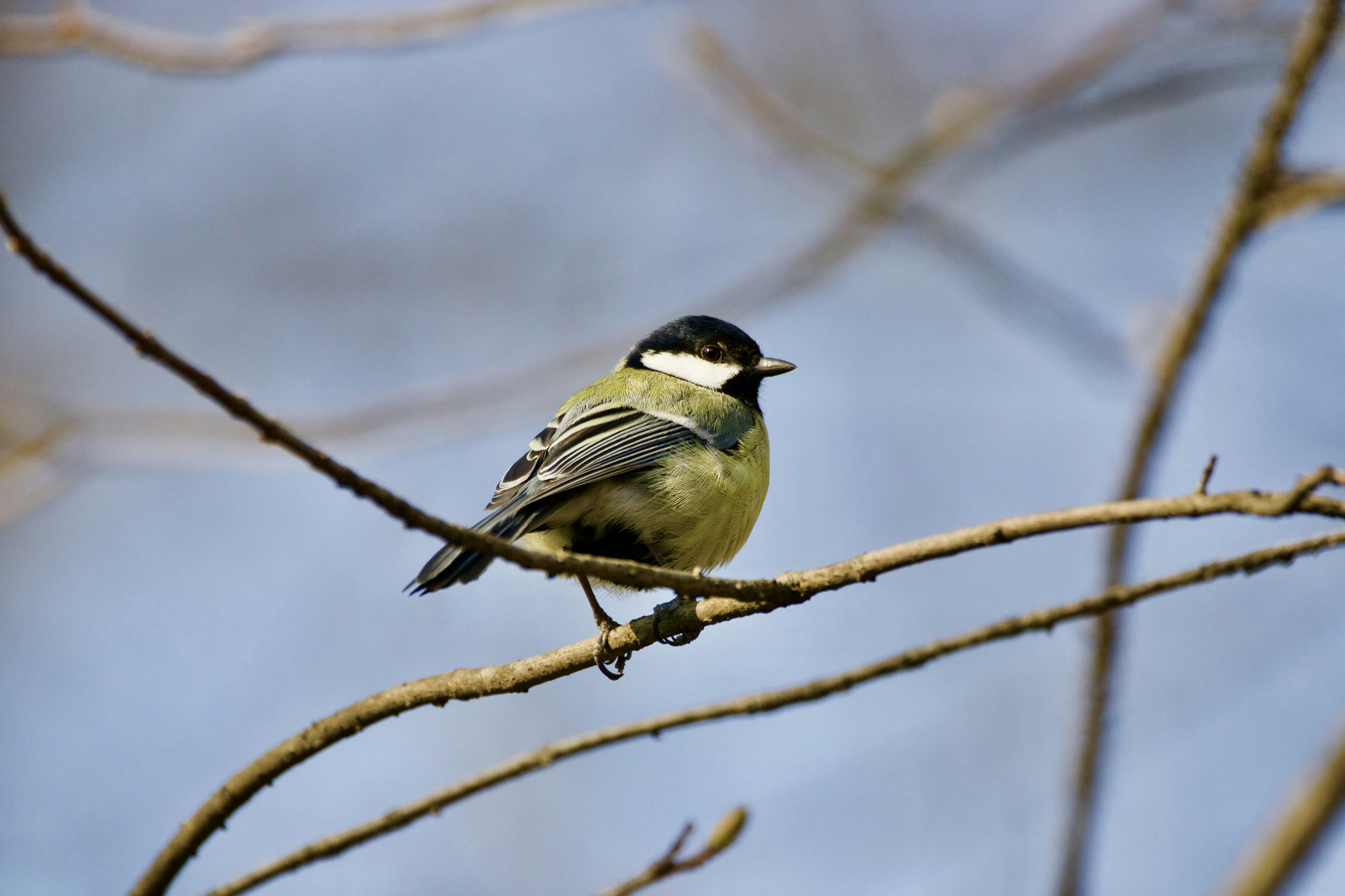 Grüner und schwarzer Vogel am braunen Ast