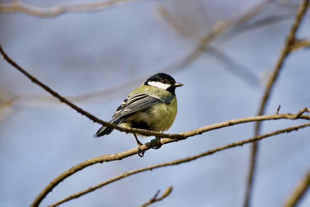 green and black bird on brown tree branch