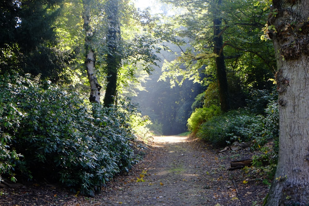 árvores verdes e estrada de terra marrom