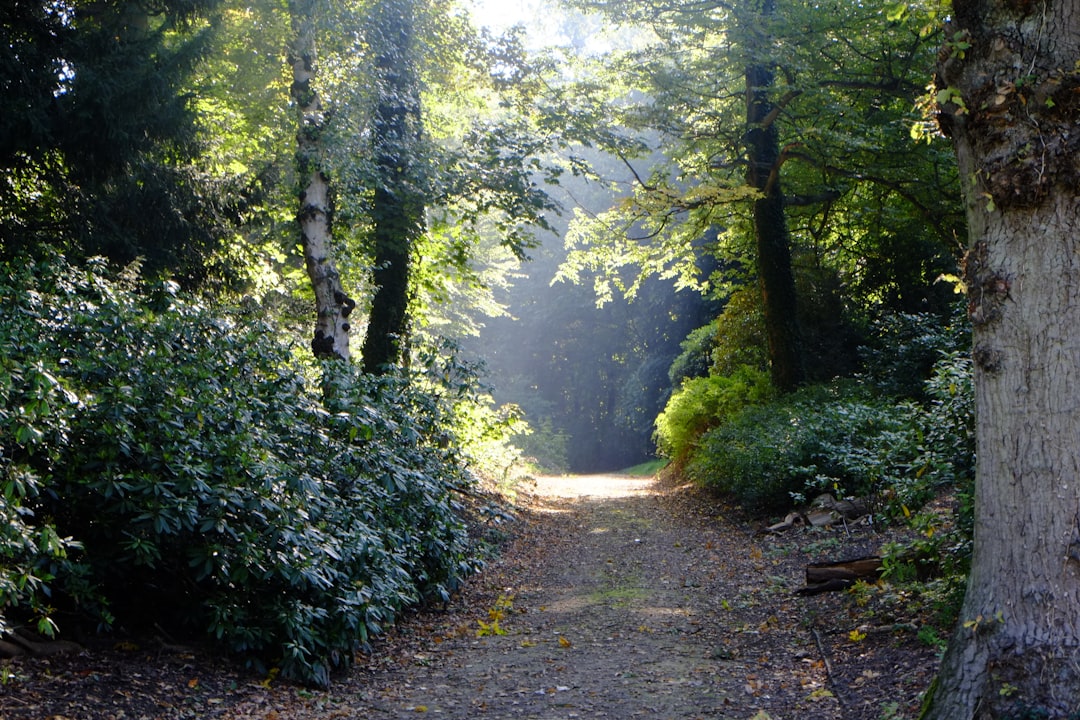 Forest photo spot Meise Hallerbos