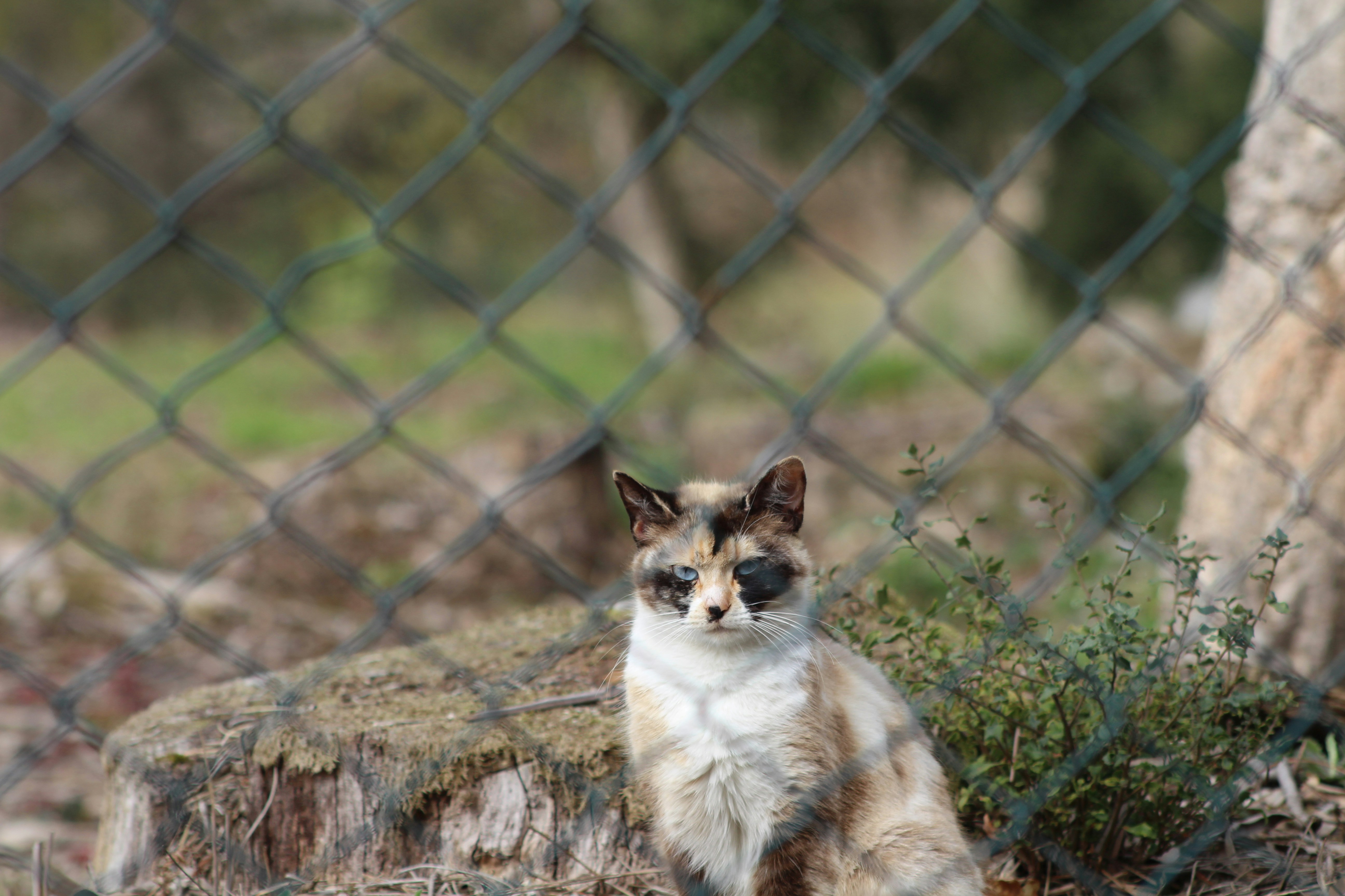 brown and white cat sitting on brown rock