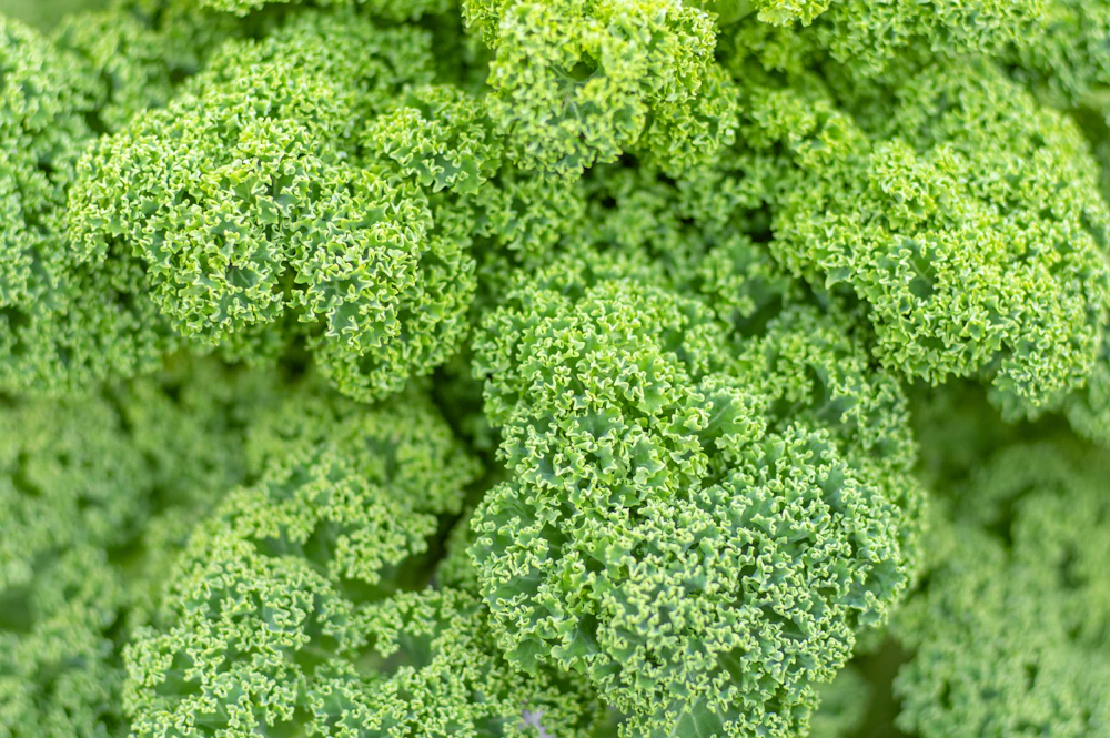 Fresh green ingredients for wholesome recipes