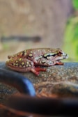 A small, colorful frog is perched on a textured surface. The frog's skin is brown with distinctive yellow spots and black markings along its body. Its legs are slightly red, adding vibrancy. The background is blurred, providing a contrast that brings the frog into focus.