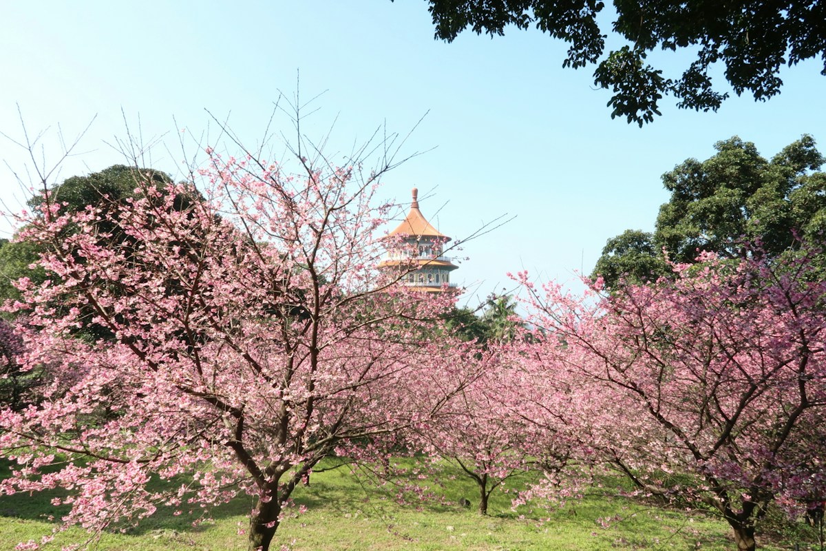 淡水無極天元宮園區盛開的粉紅櫻花樹，後方是園區的塔樓