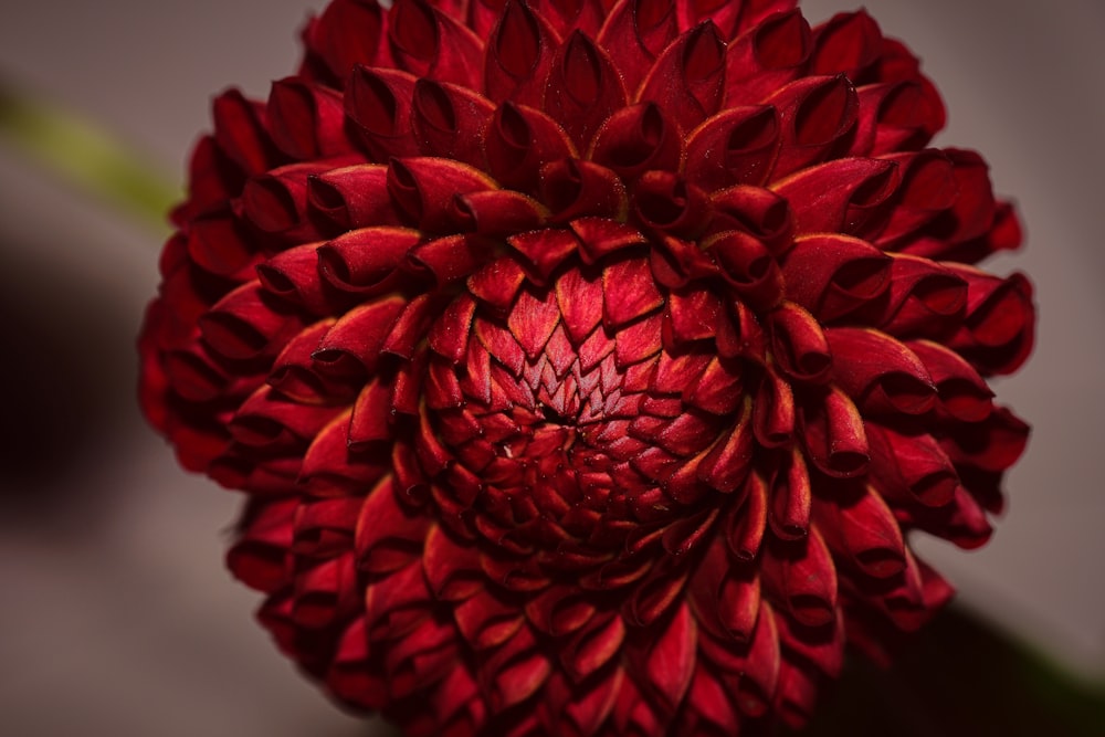 red flower in close up photography