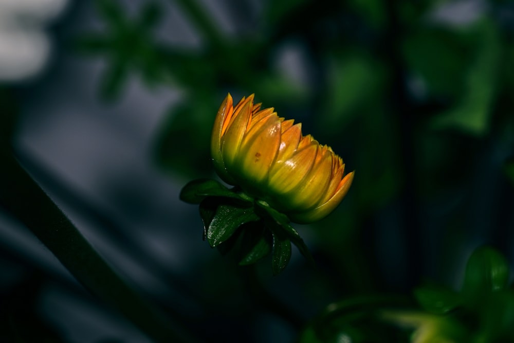 yellow flower in tilt shift lens