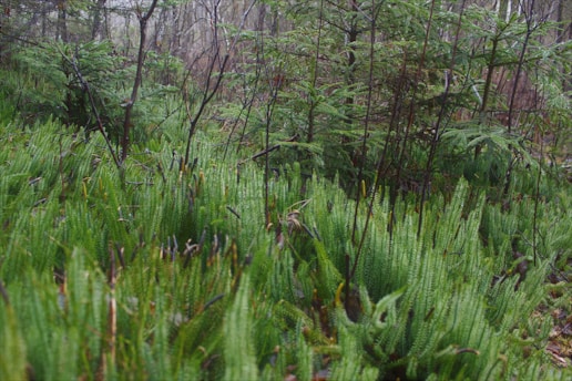 A lush forest floor covered with vibrant green ferns and young evergreen trees. The setting appears dense and natural, suggesting a serene and undisturbed woodland environment.