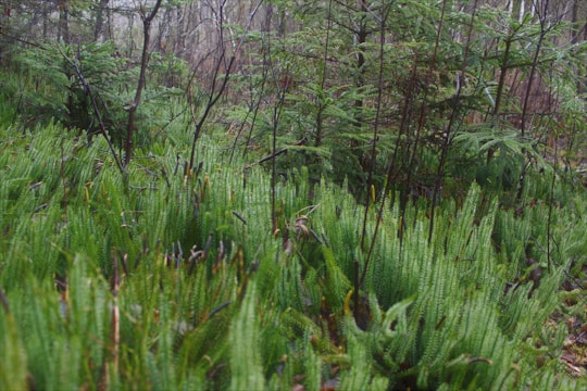 A lush forest floor covered with vibrant green ferns and young evergreen trees. The setting appears dense and natural, suggesting a serene and undisturbed woodland environment.