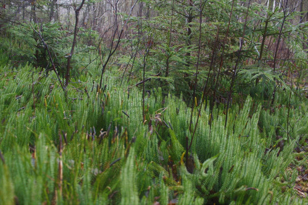 A serene forest floor carpeted with bright green ginseng leaves, hinting at ancient healing powers.