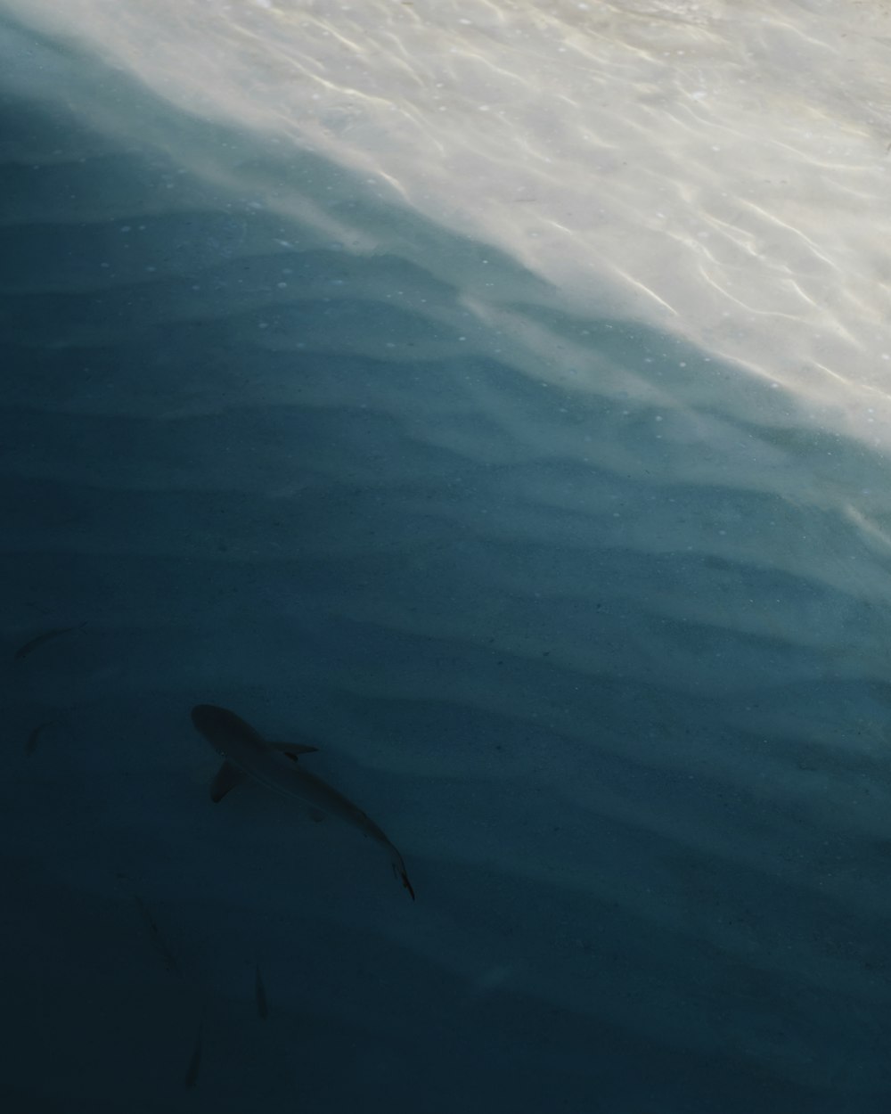 Pescado negro en el cuerpo de agua