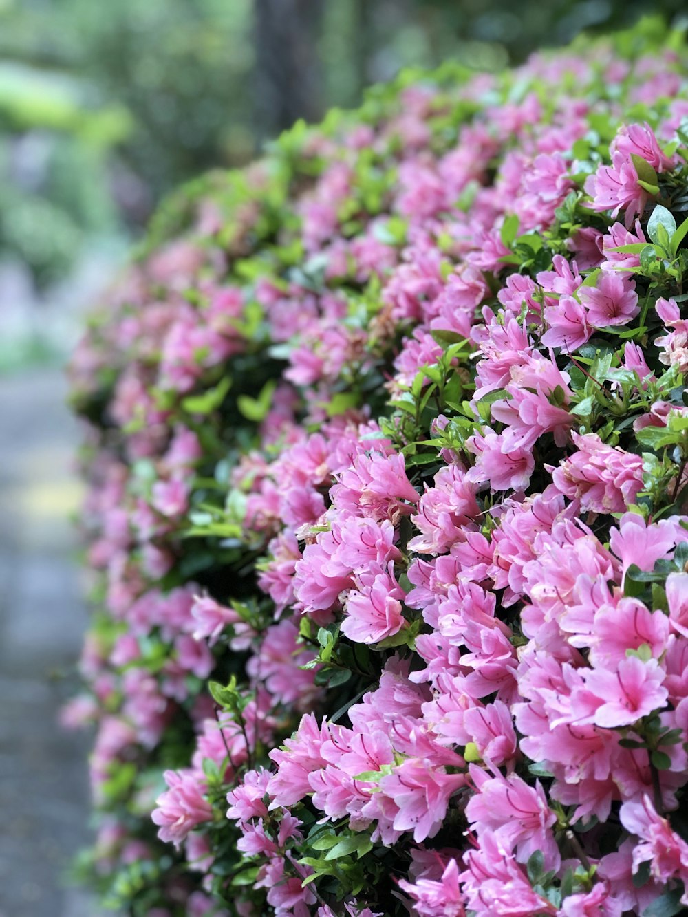 pink flowers in tilt shift lens