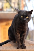 A black cat with sharp yellow eyes sits attentively on a stone surface. The background features a soft focus of trees and a building, suggesting an outdoor setting.
