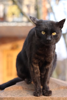 A black cat with sharp yellow eyes sits attentively on a stone surface. The background features a soft focus of trees and a building, suggesting an outdoor setting.