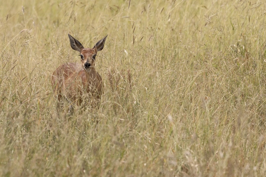 brown deer on green grass field during daytime