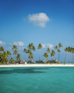 palm trees on beach during daytime