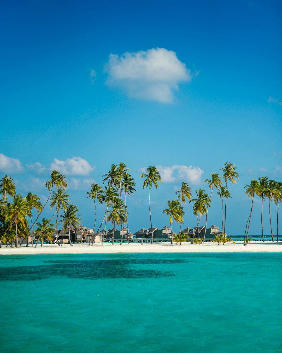 palm trees on beach during daytime