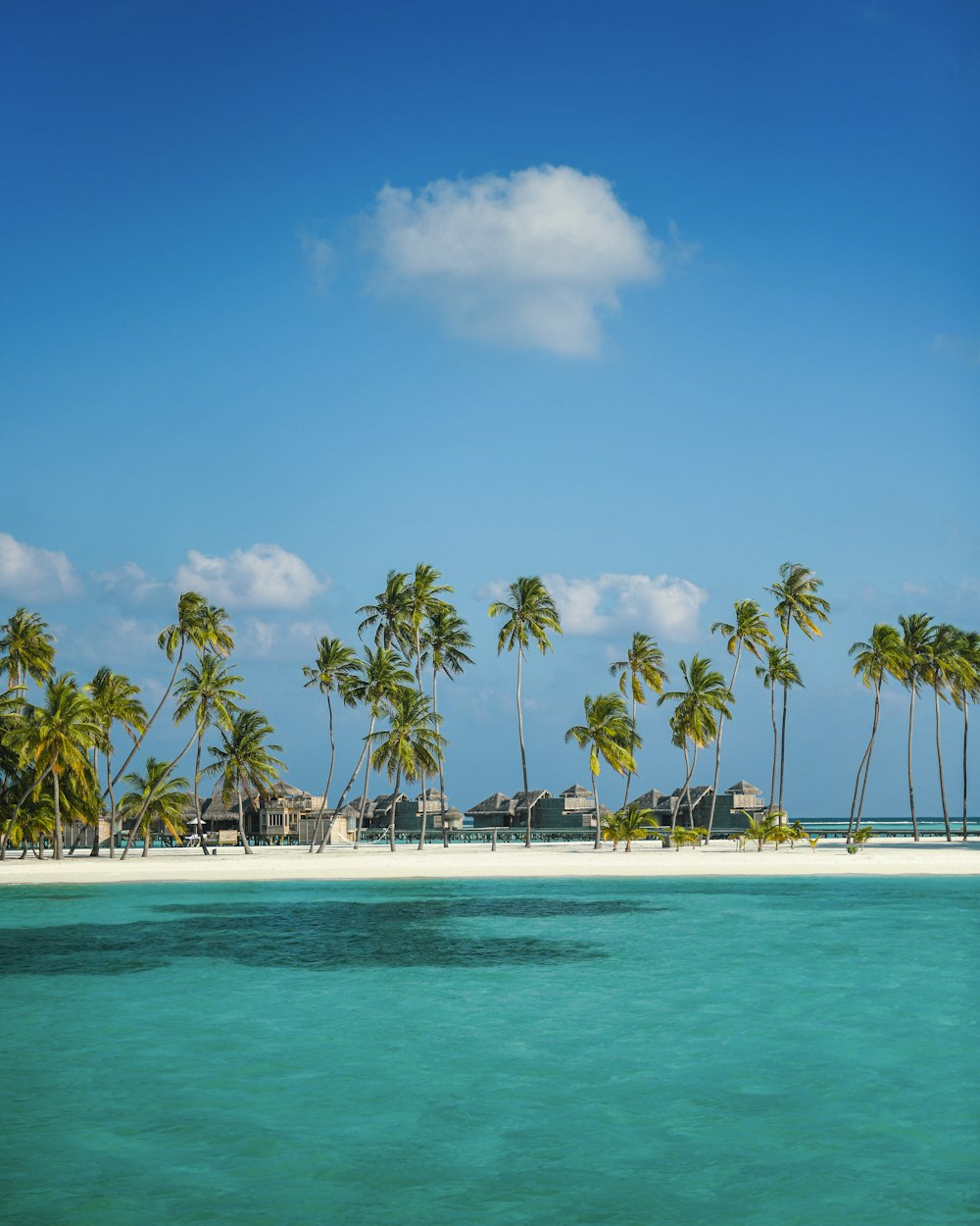 palm trees on beach during daytime