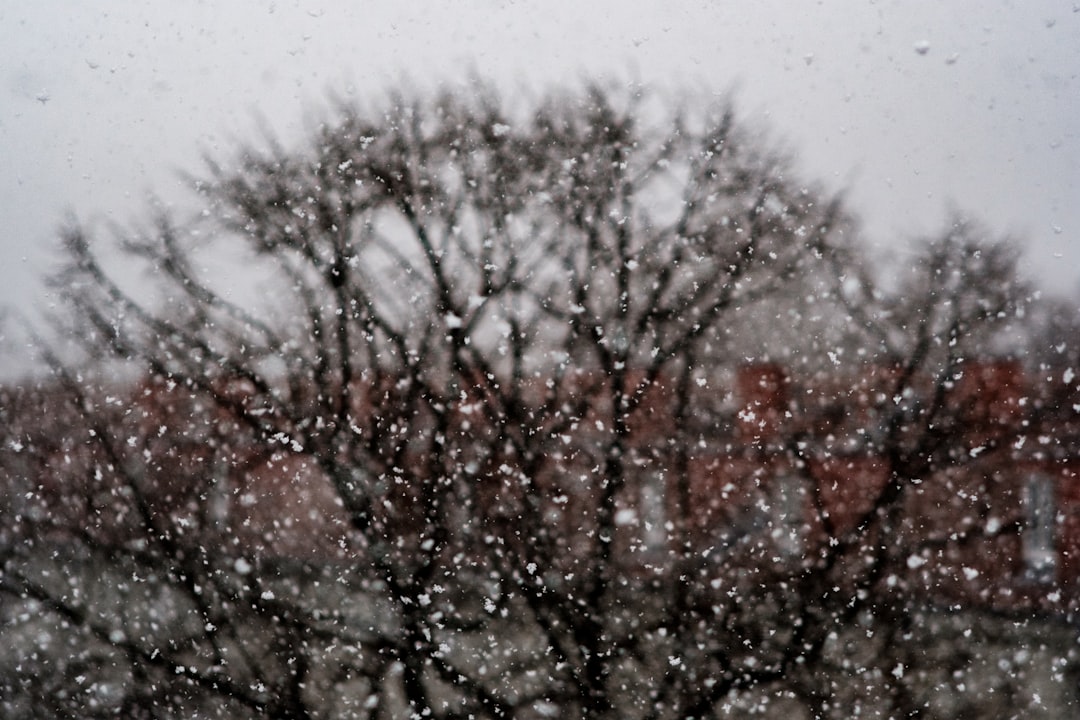 brown tree under white sky during daytime