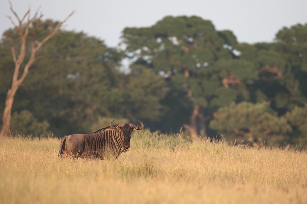 brown and black horse on brown grass field during daytime