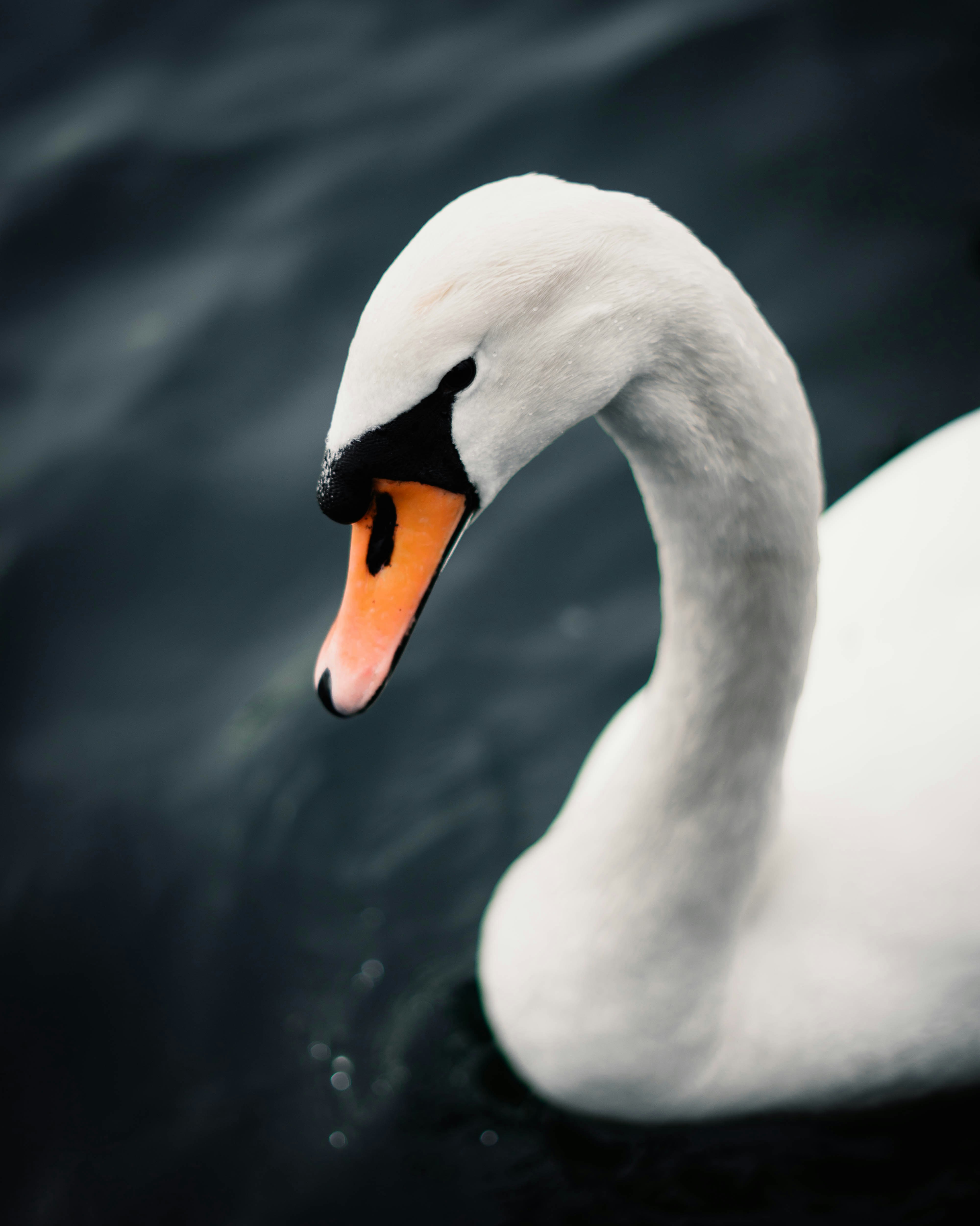 낮 동안 물 위의 흰 백조