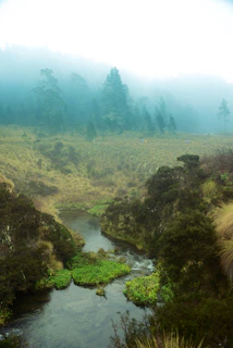 A serene landscape from a relaxing adventure game featuring lush forests and gentle streams.