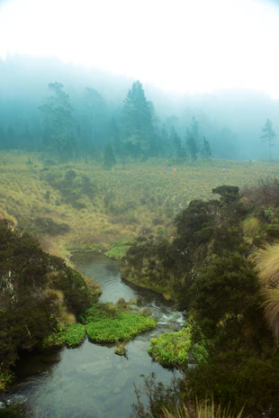 A serene landscape from a relaxing adventure game featuring lush forests and gentle streams.