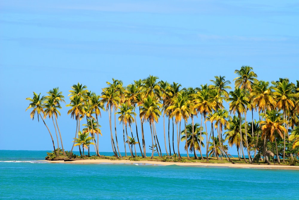 coconut trees on beach during daytime