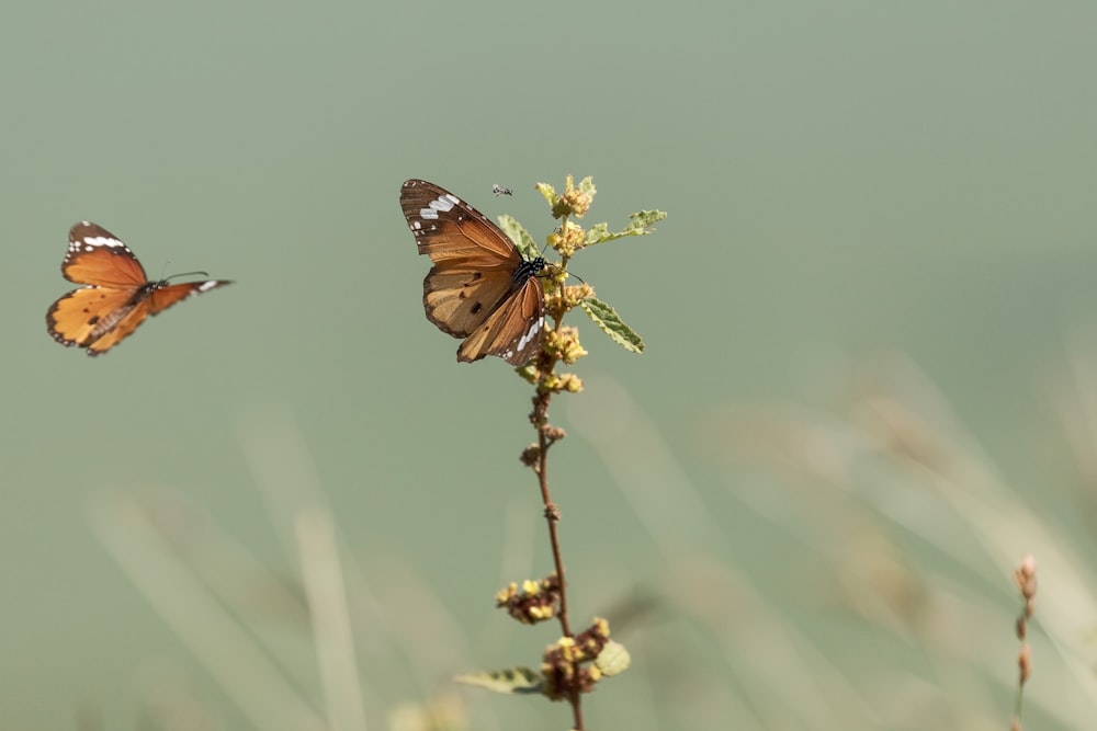 brown and black butterfly perched on yellow flower in close up photography during daytime