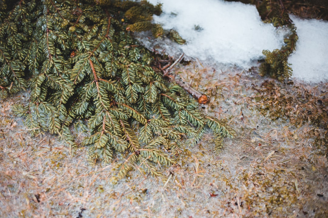 green pine tree on brown ground