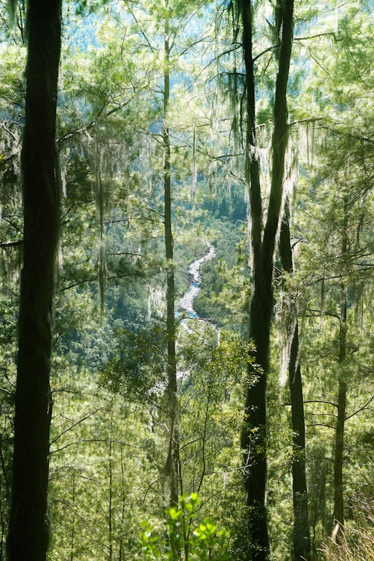 green trees on forest during daytime in Parque Nacional Armando Bermúdez Dominican Republic