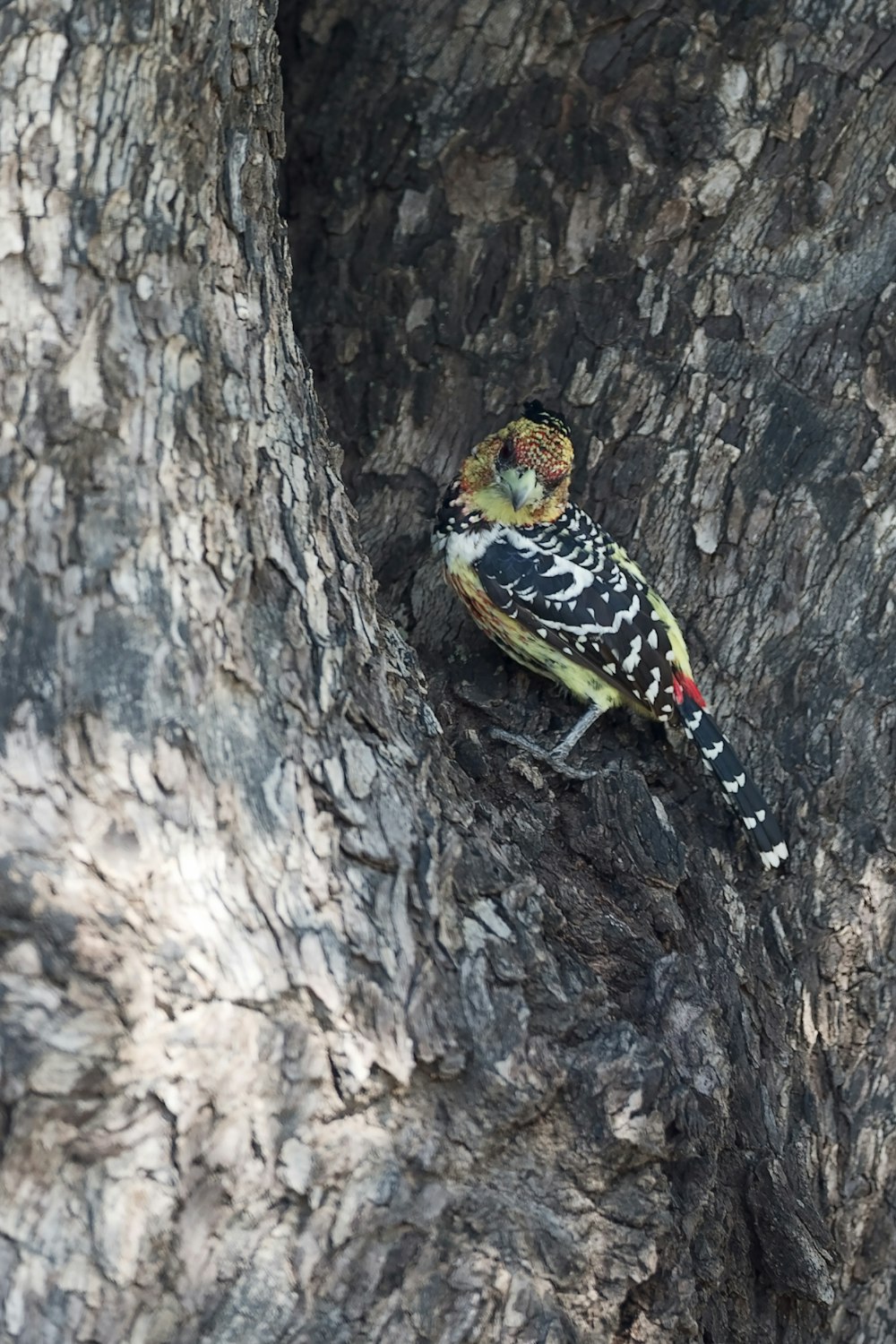 green and yellow bird on brown tree trunk